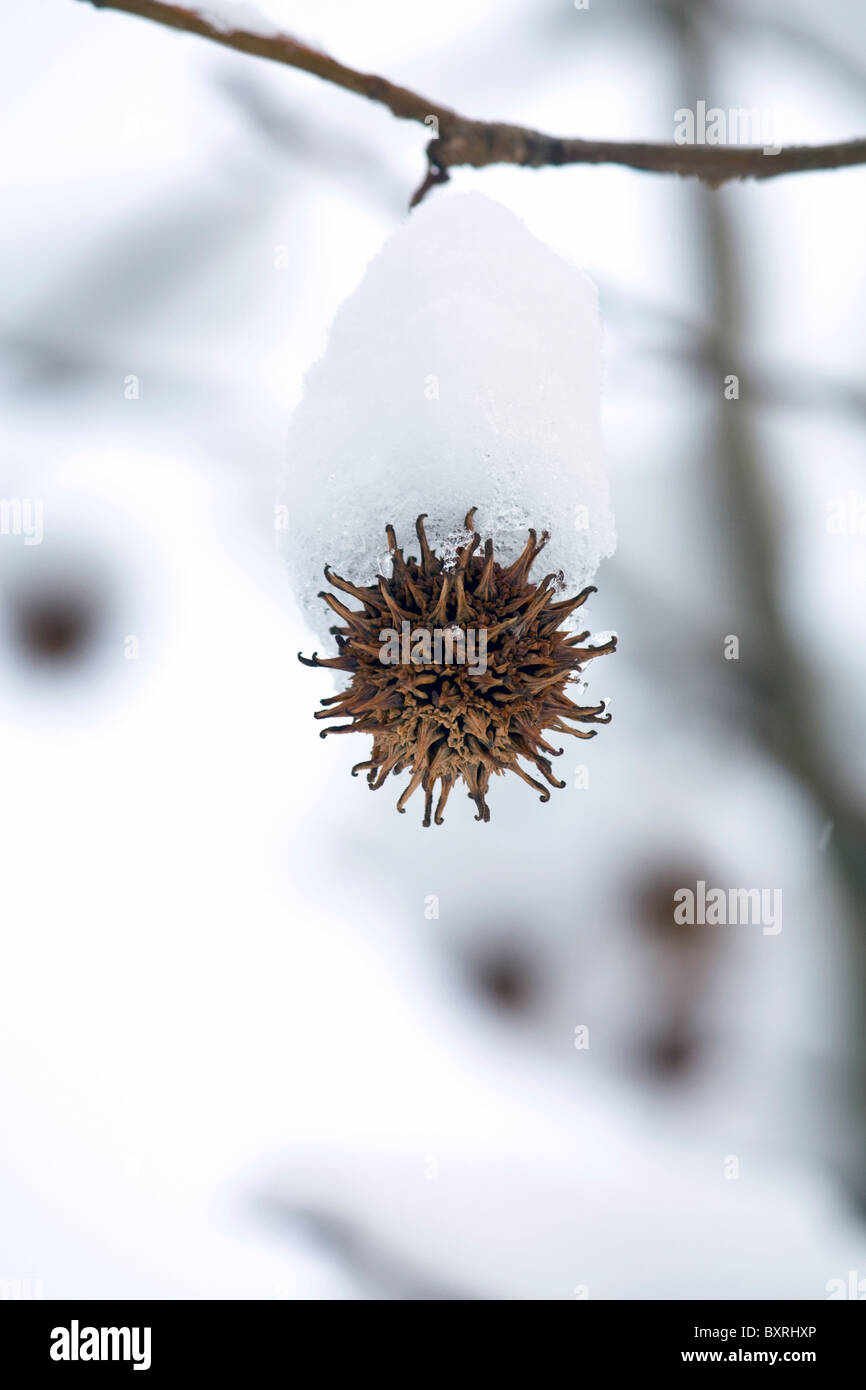 Dolce Gum tree pod semi coperto di neve Foto Stock
