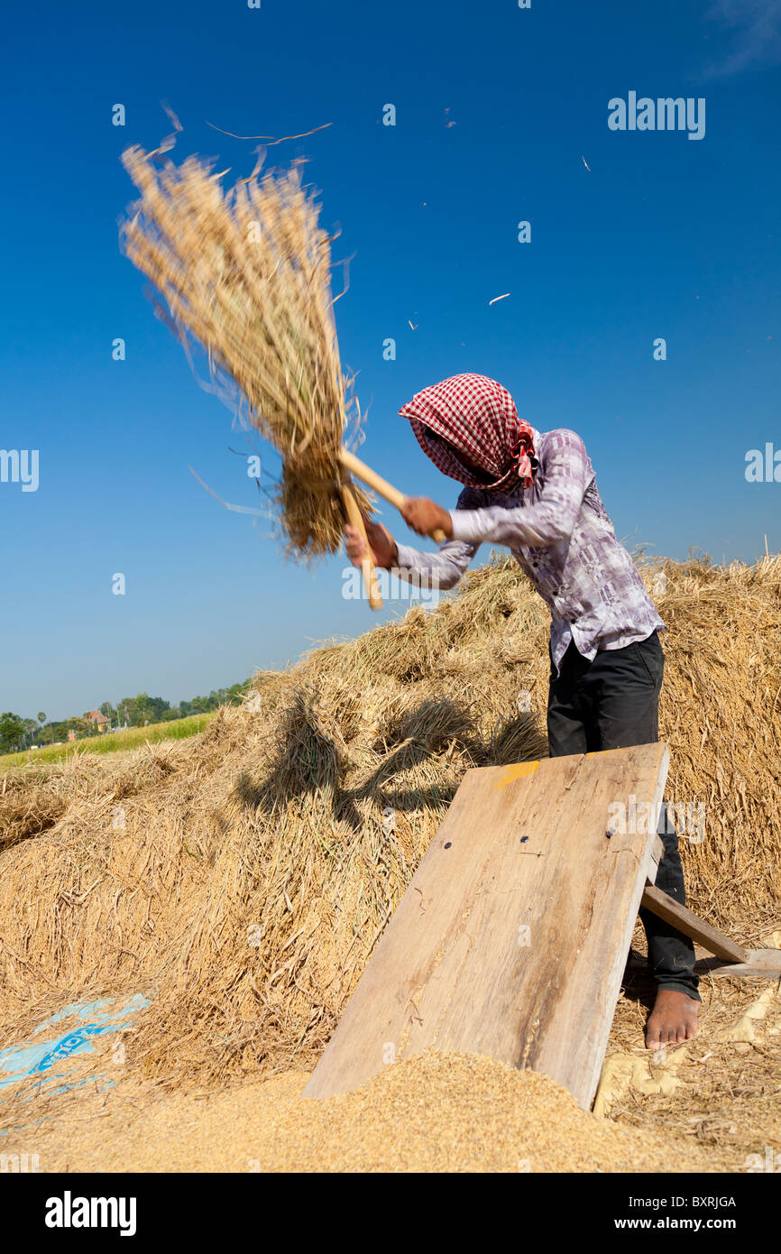 Maschio cambogiano agricoltore la trebbiatura del riso con un correggiato - Provincia di Takeo, Cambogia Foto Stock