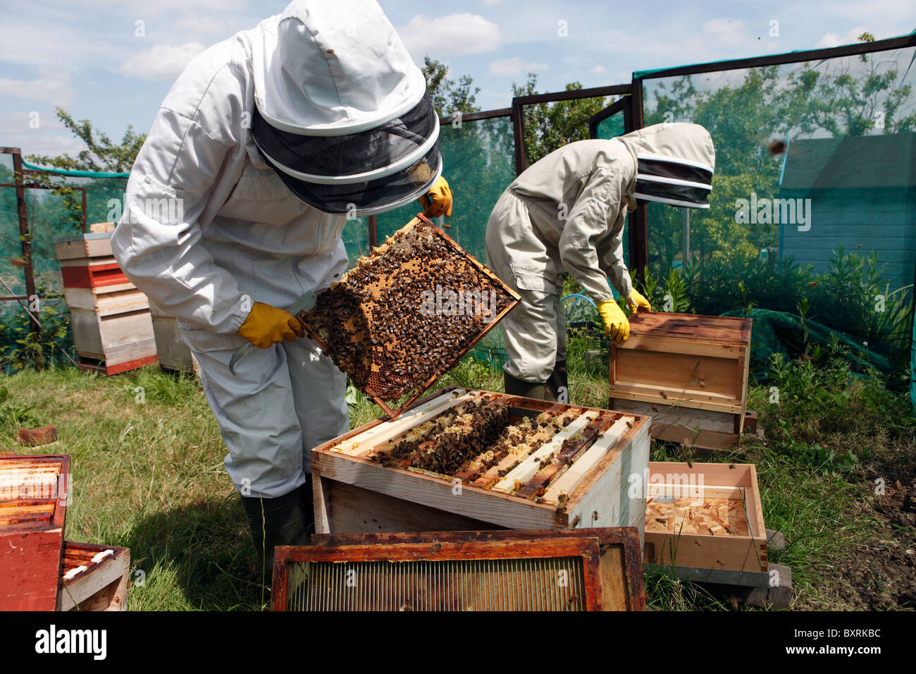 Bee keepers controllare il loro miele api in un riparto a Londra, Inghilterra. Foto Stock