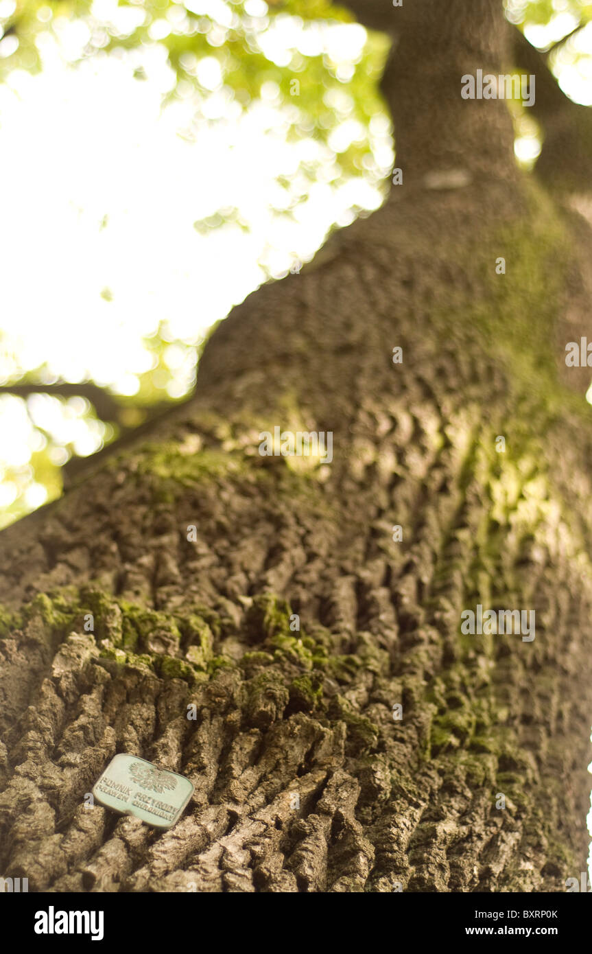 Molto vecchia quercia in Polonia con un segno "Monumento Naturale' Foto Stock
