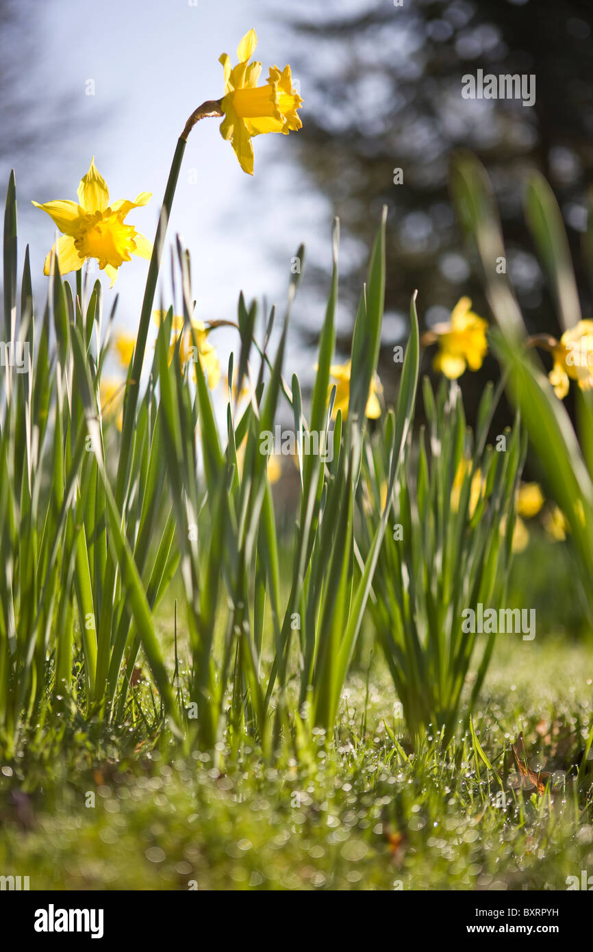 Il daffodils giallo Foto Stock