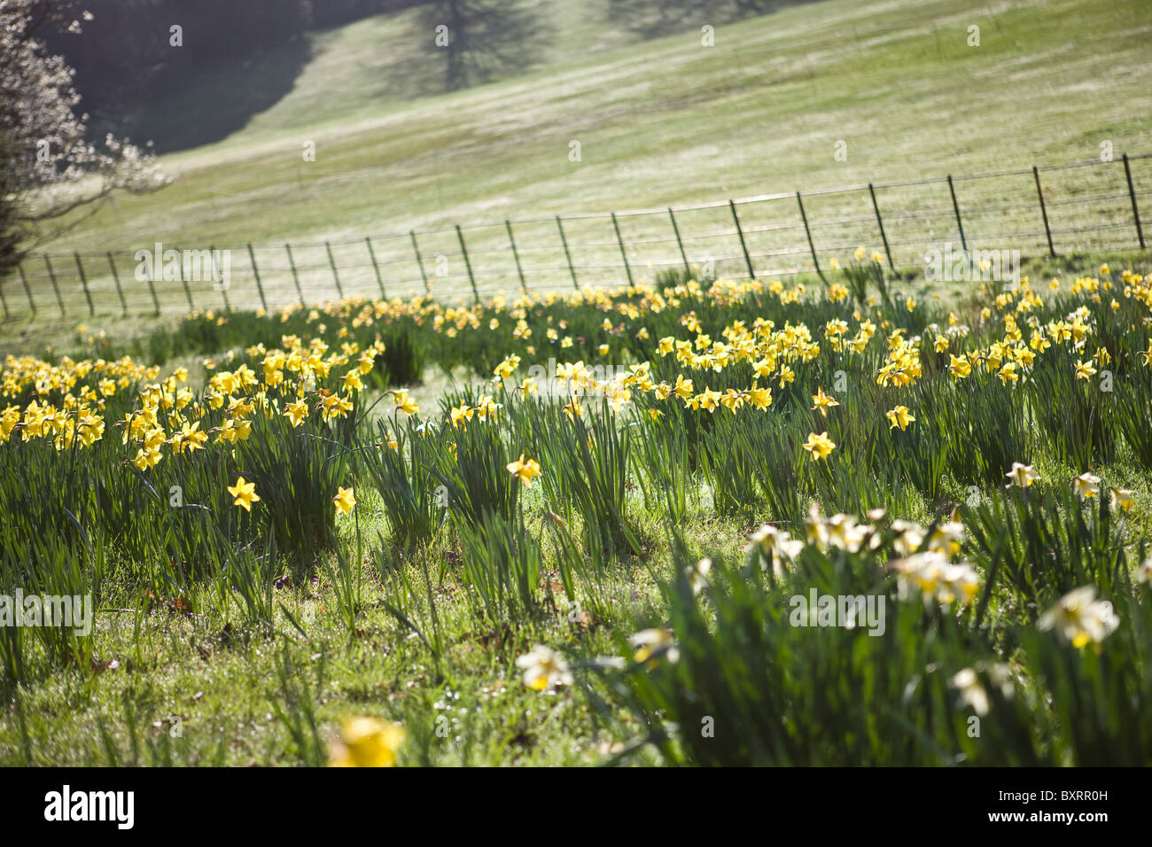 Giunchiglie in un parco Foto Stock