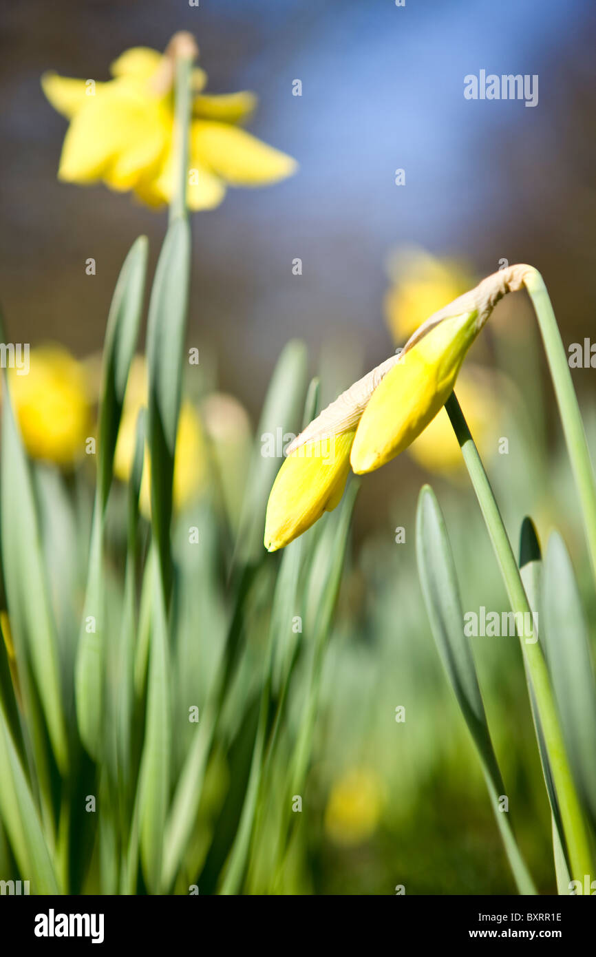 Giallo daffodil in bud Foto Stock