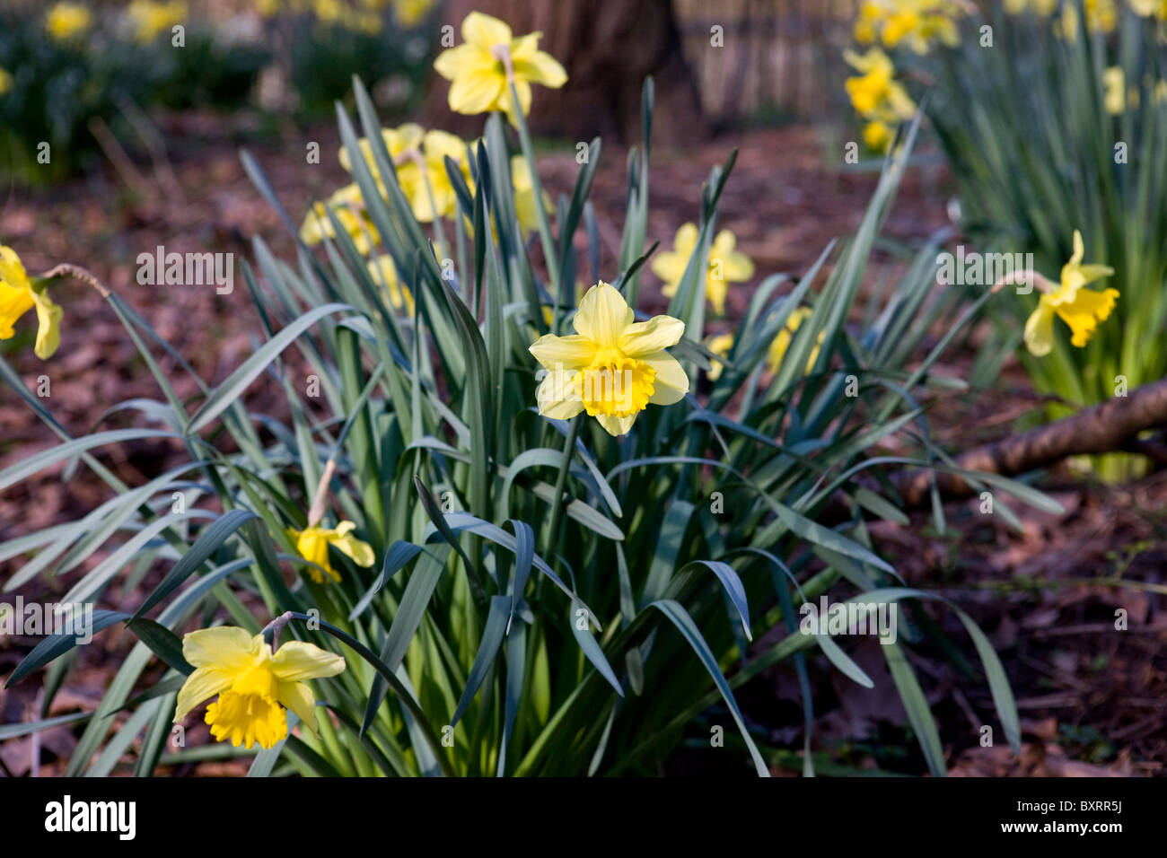 Un intrico di daffodils giallo Foto Stock
