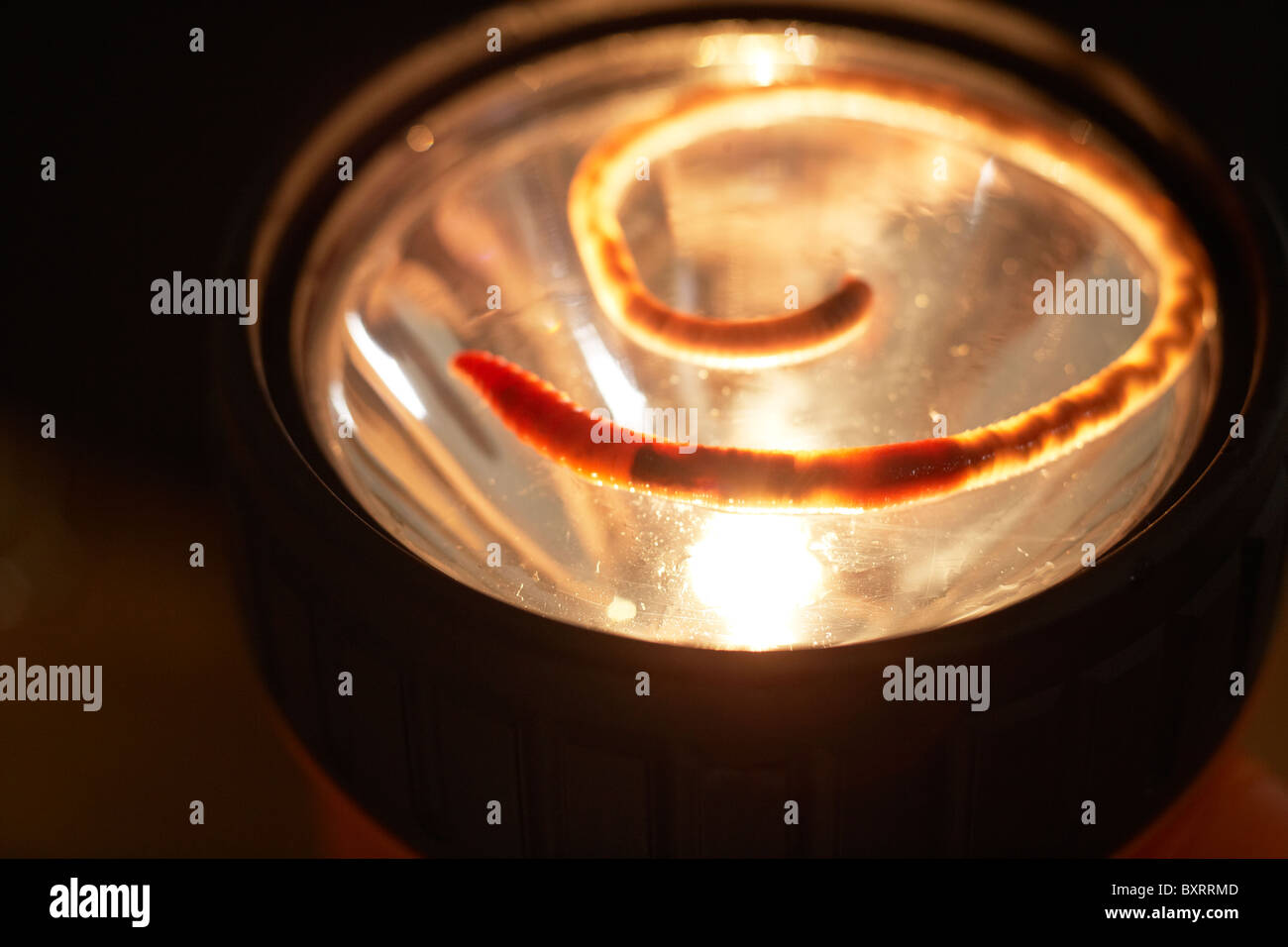 Un worm su luce della torcia Foto Stock