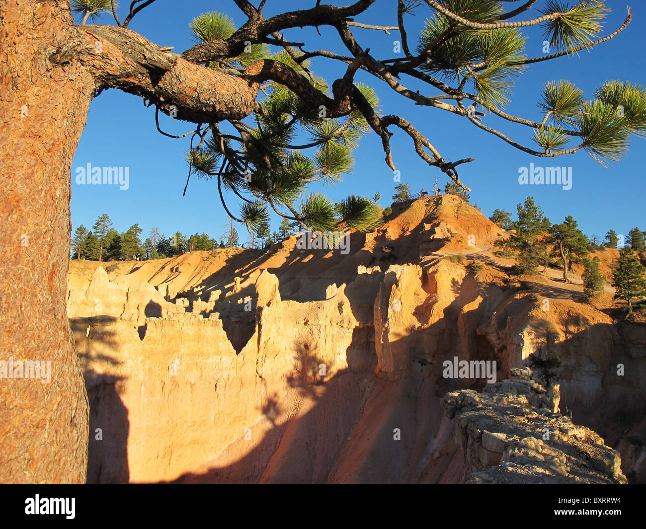 Parco Nazionale di Bryce Canyon, Utah, Stati Uniti d'America, America del Nord Foto Stock