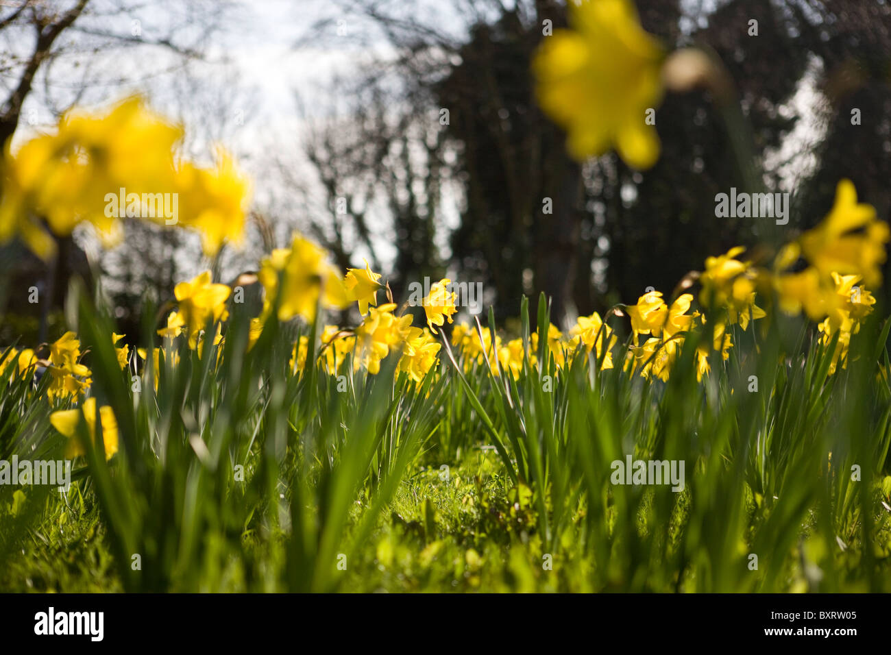 Giallo narcisi in un parco Foto Stock