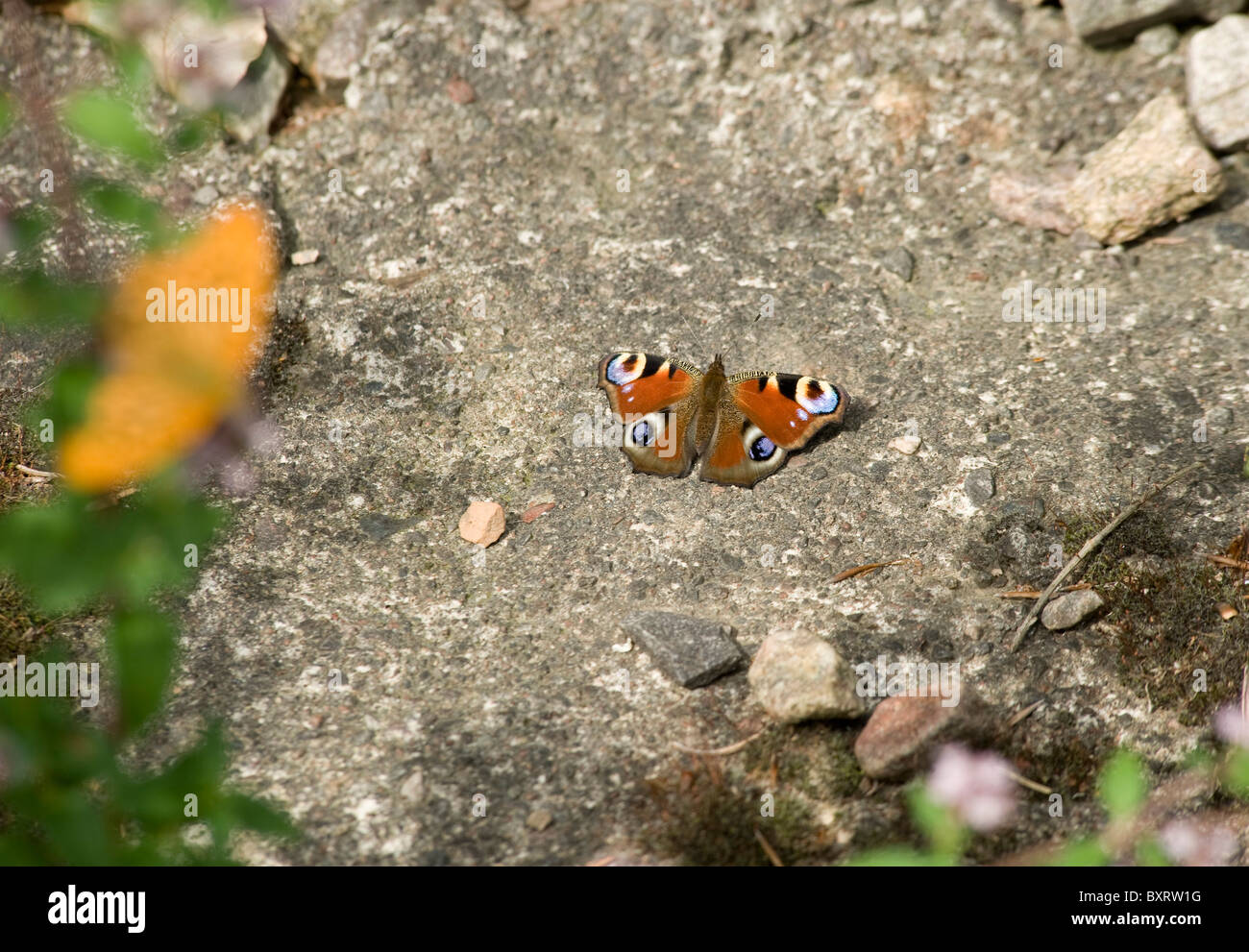 Un pavone europea (farfalla) che è atterrato su un patio in pietra eyespots sono visibili Foto Stock
