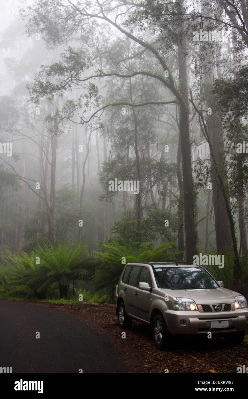 Australia, Great Ocean Road, auto in movimento lungo la strada forestale con alberi coperti di nebbia Foto Stock