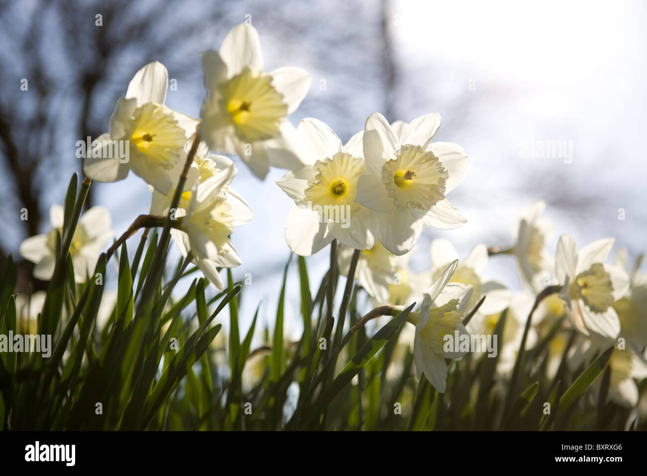 Narcisi bianchi Foto Stock