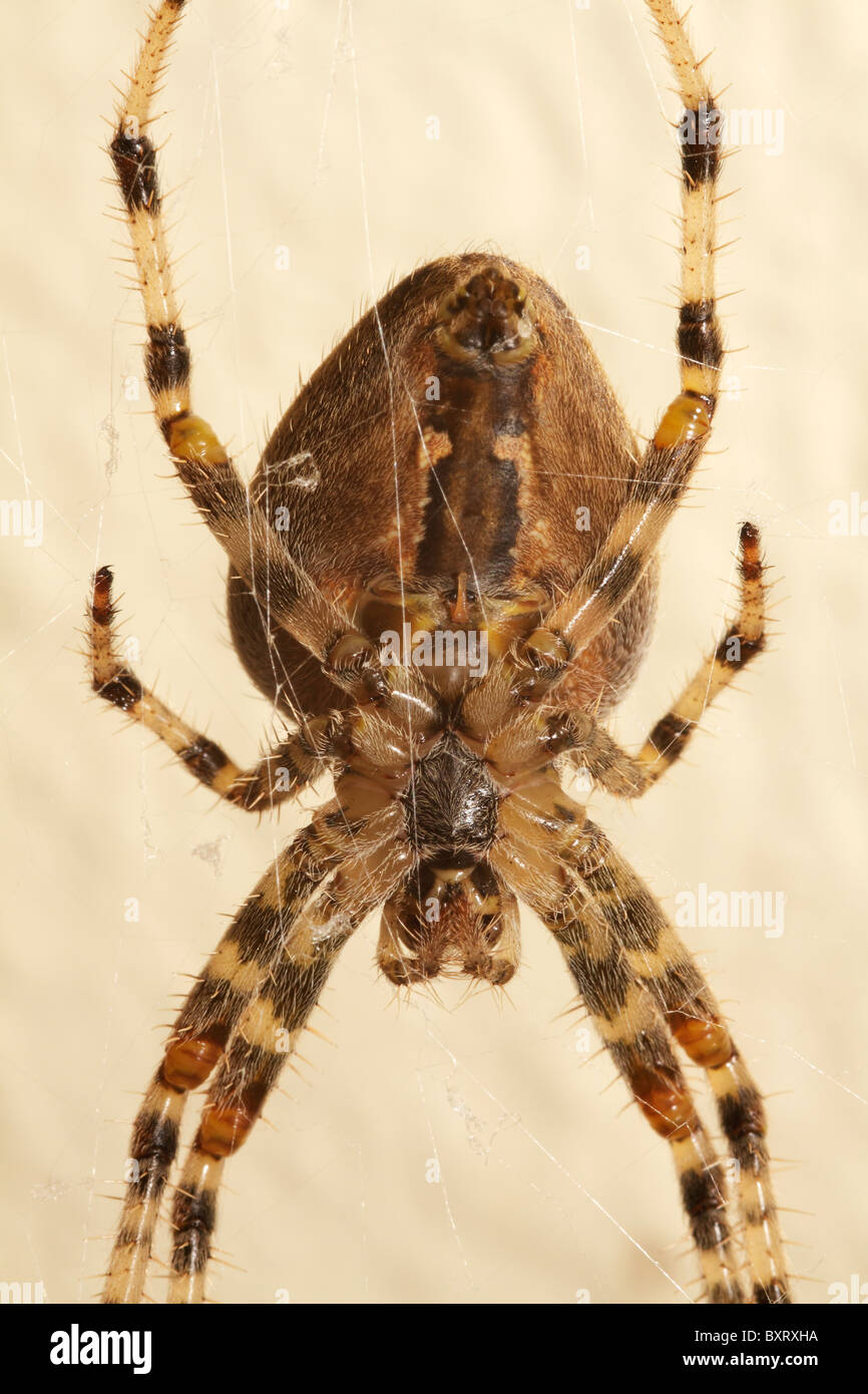 La parte inferiore di un ragno orbweb Foto Stock