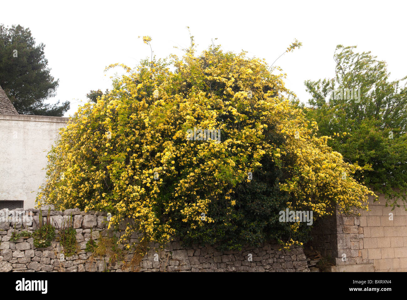 Rosa banksiae 'lutea', Banksian rose Foto Stock