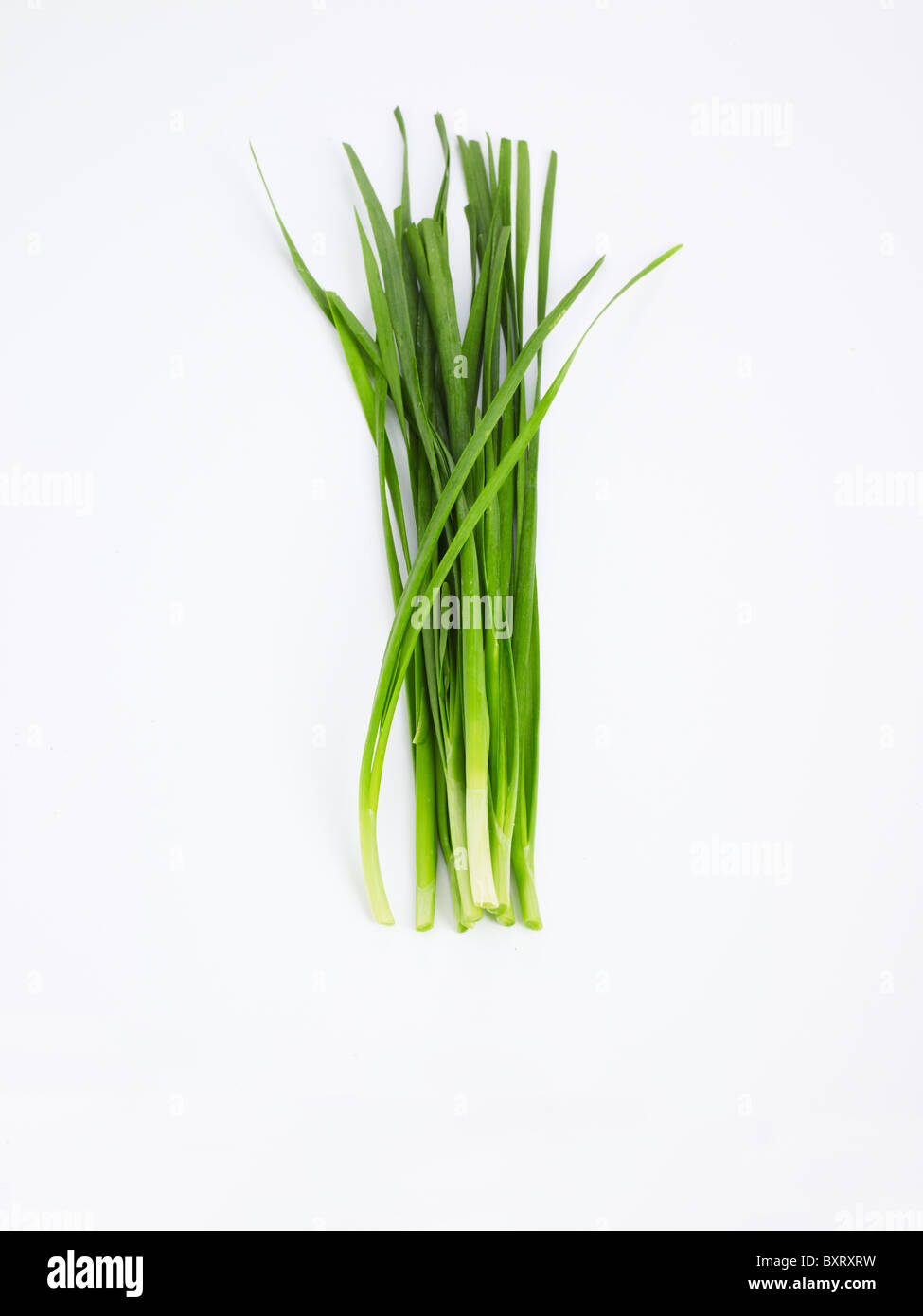 Aglio erba cipollina su sfondo bianco Foto Stock