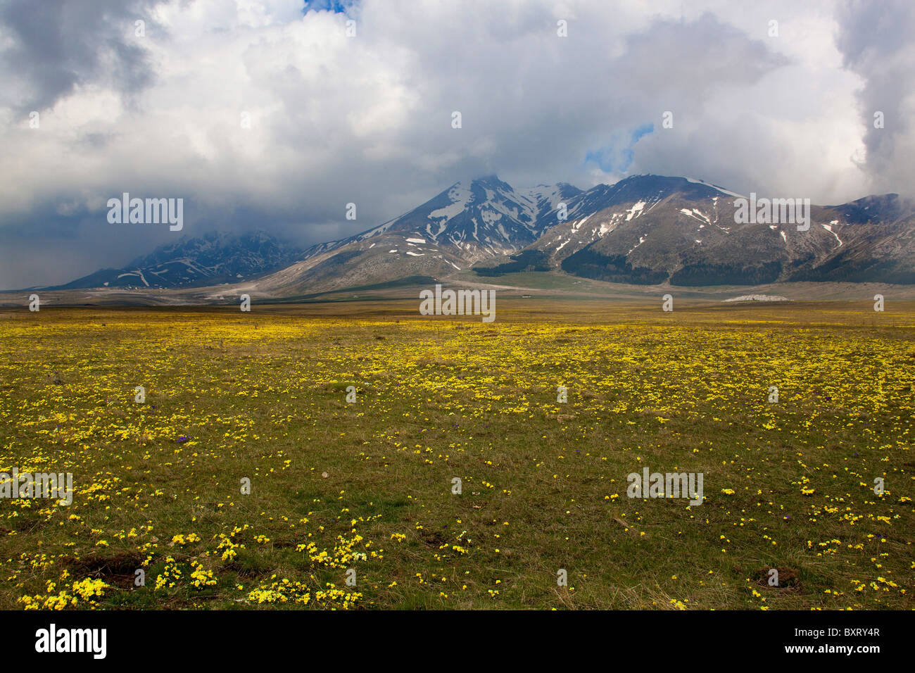 Viola eugeniae, Viola calcarata var. eugeniae, Campo Imperatore, Abruzzo, Italia Foto Stock