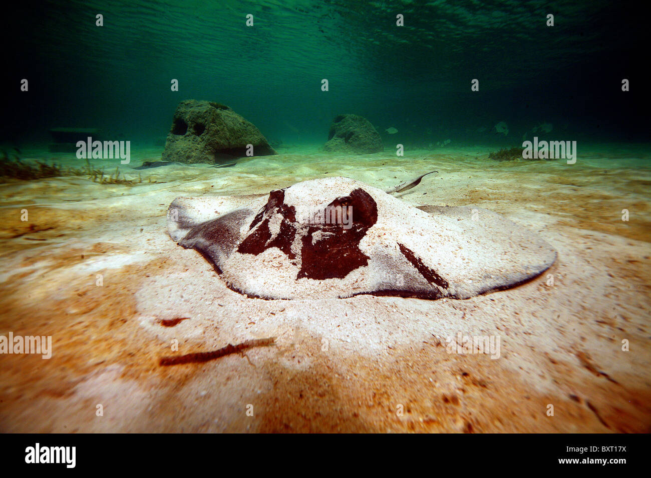 Southern Stingray Dasyatis americana. Bahamas. Foto Stock