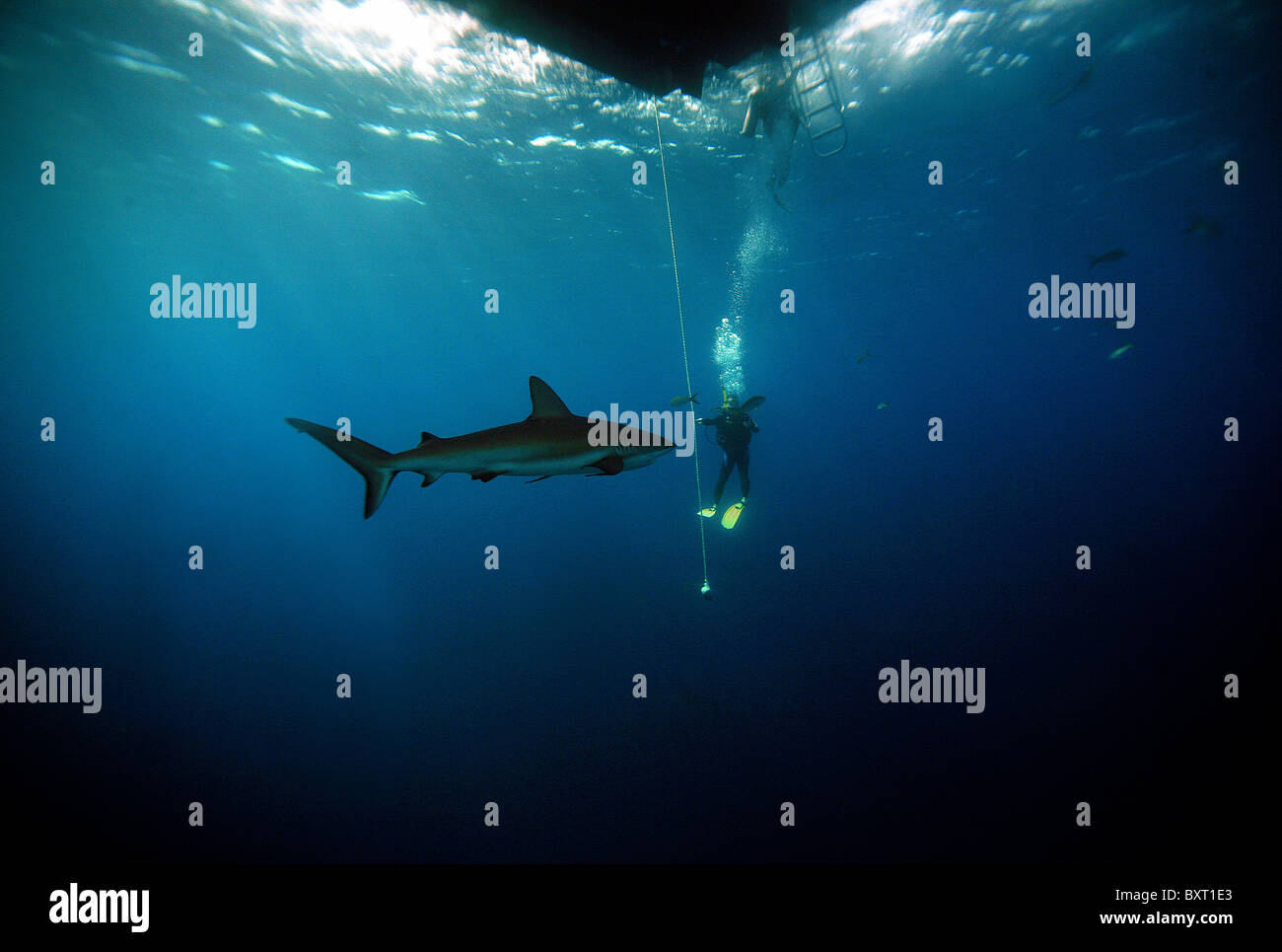 Caribbean reef shark nome latino: Carcharhinus perezi con nella parte posteriore scuba diver tornando alla barca Bahamas oceano Atlantico Foto Stock