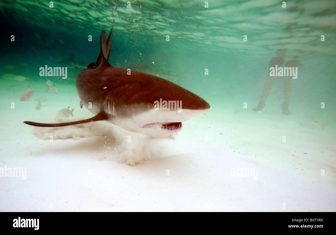 Caribbean reef shark nome latino: Carcharhinus perezi con nella parte posteriore bagnante. bahamas oceano atlantico Foto Stock