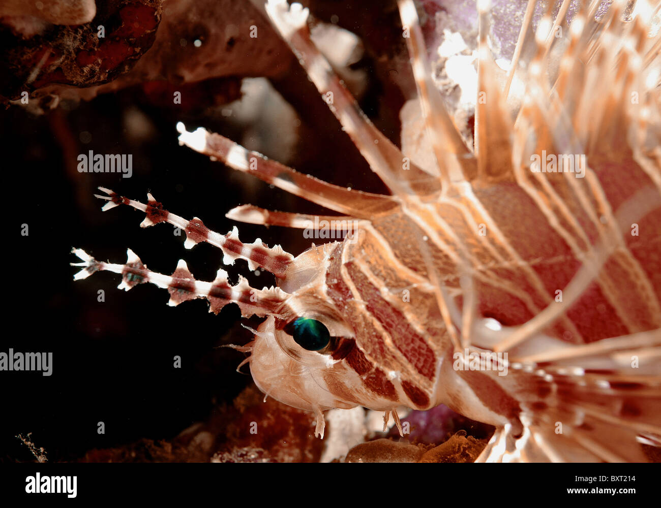 Pesce Leone Pterios radiata Oceano Indiano Foto Stock