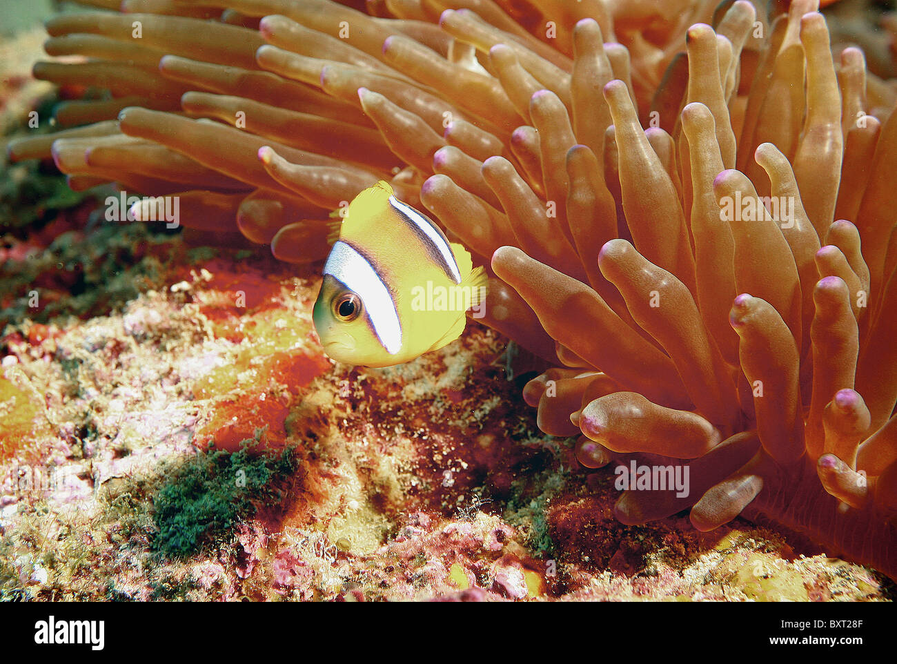 Pesce pagliaccio Anemonefish Amphiprion allardi Dar es Salaam Tanzania Foto Stock