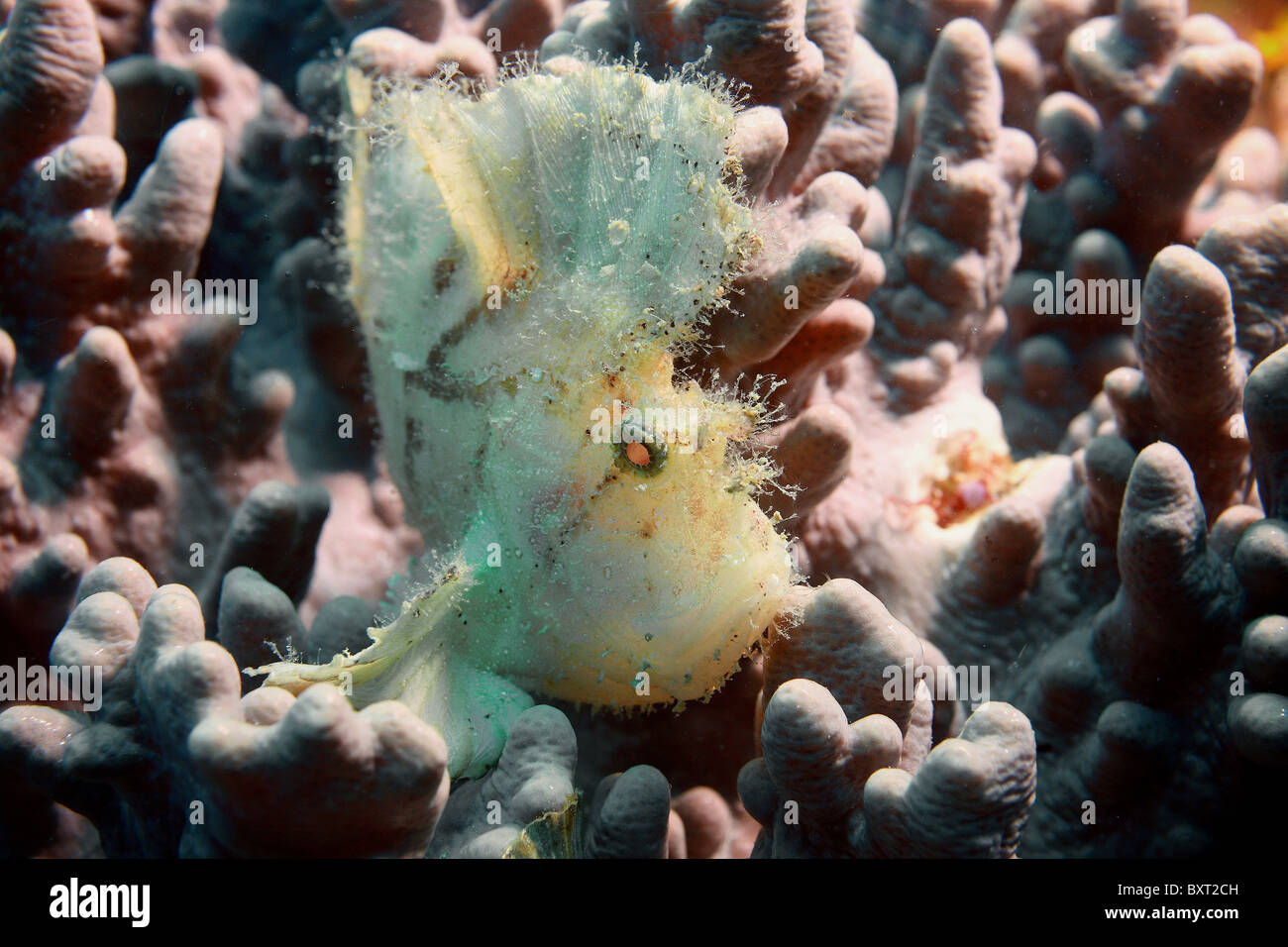 Pesci balestra , LEAF SCORPION FISH . Taenianotus triacanthus DAR ES SALAAM TANZANIA Foto Stock