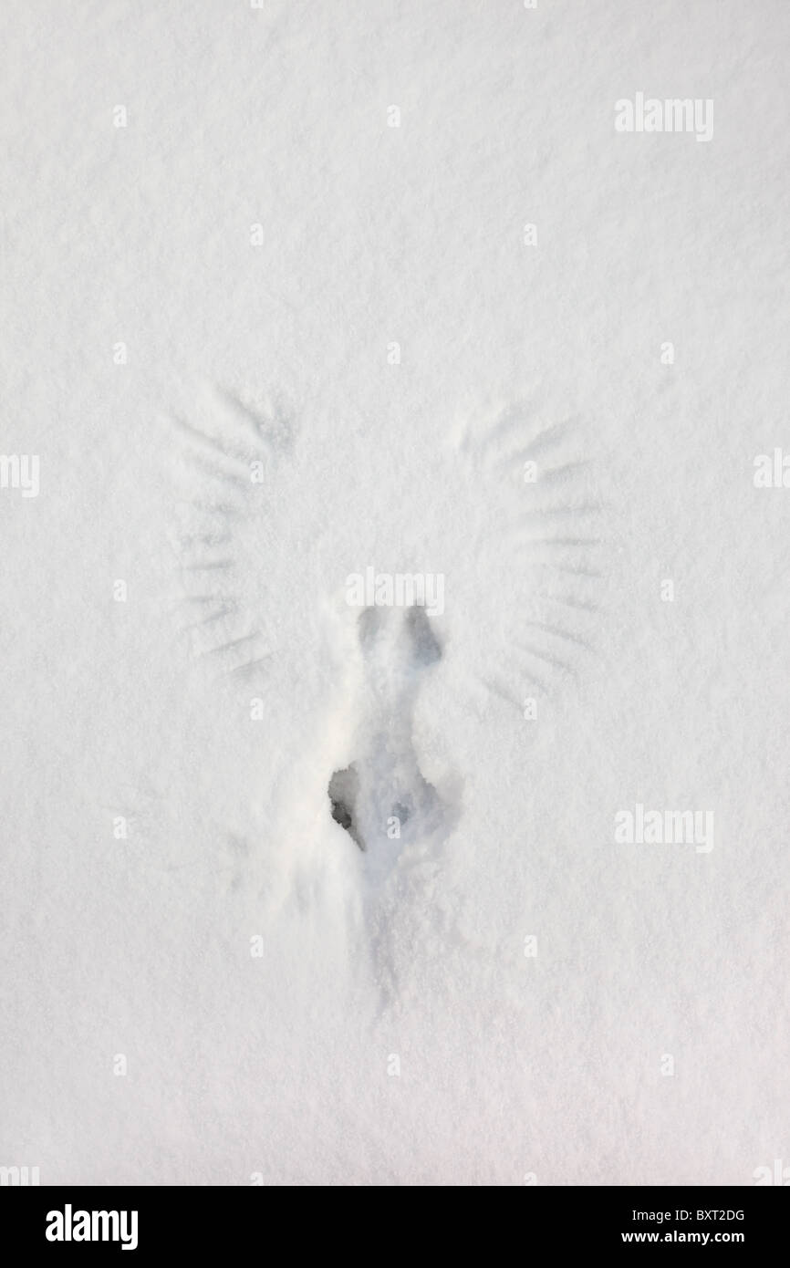 Impronta di uccelli ala in Snow causato da una cornacchia Corvus monedula prendere il volo dopo alimentazione Foto Stock