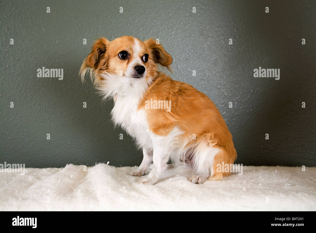 Un Pekinese e Chihuahua cane trasversale Foto Stock