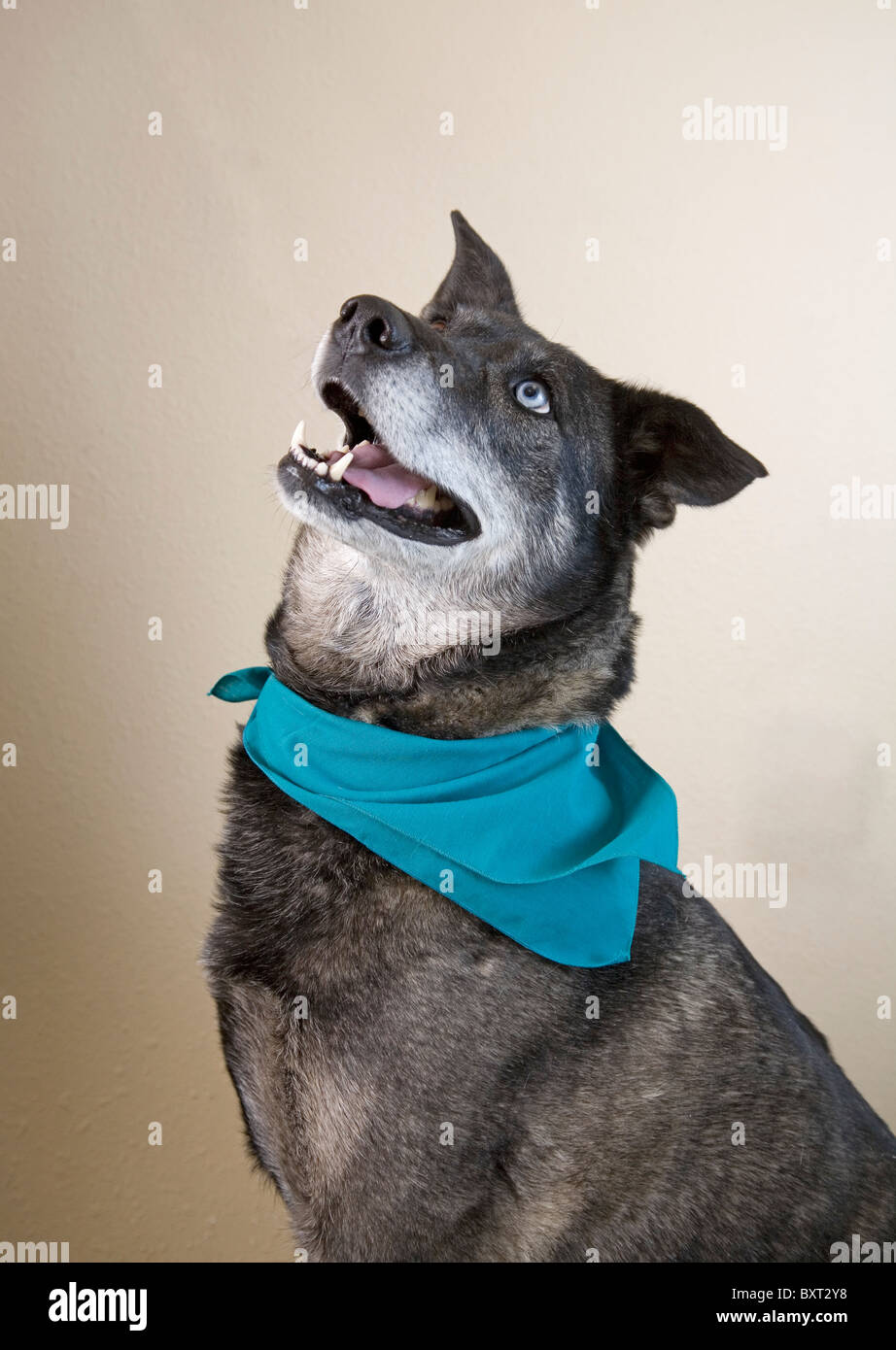 Un ben addestrato cane avendo cura del suo padrone ne 'comando' Foto Stock