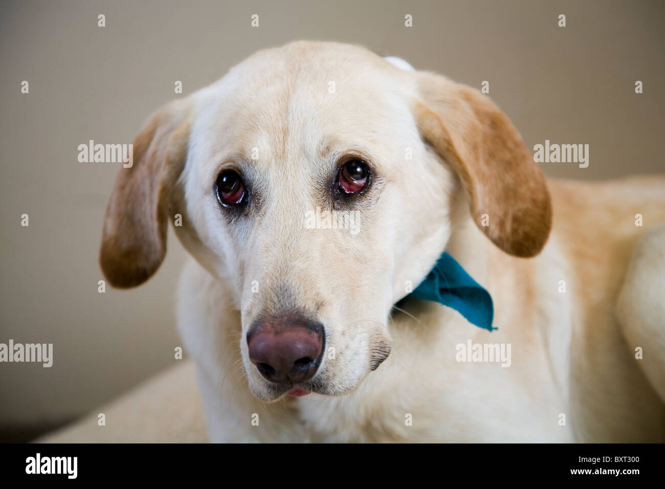 Un grande, triste eyed, Golden Labrador retriever cane Foto Stock