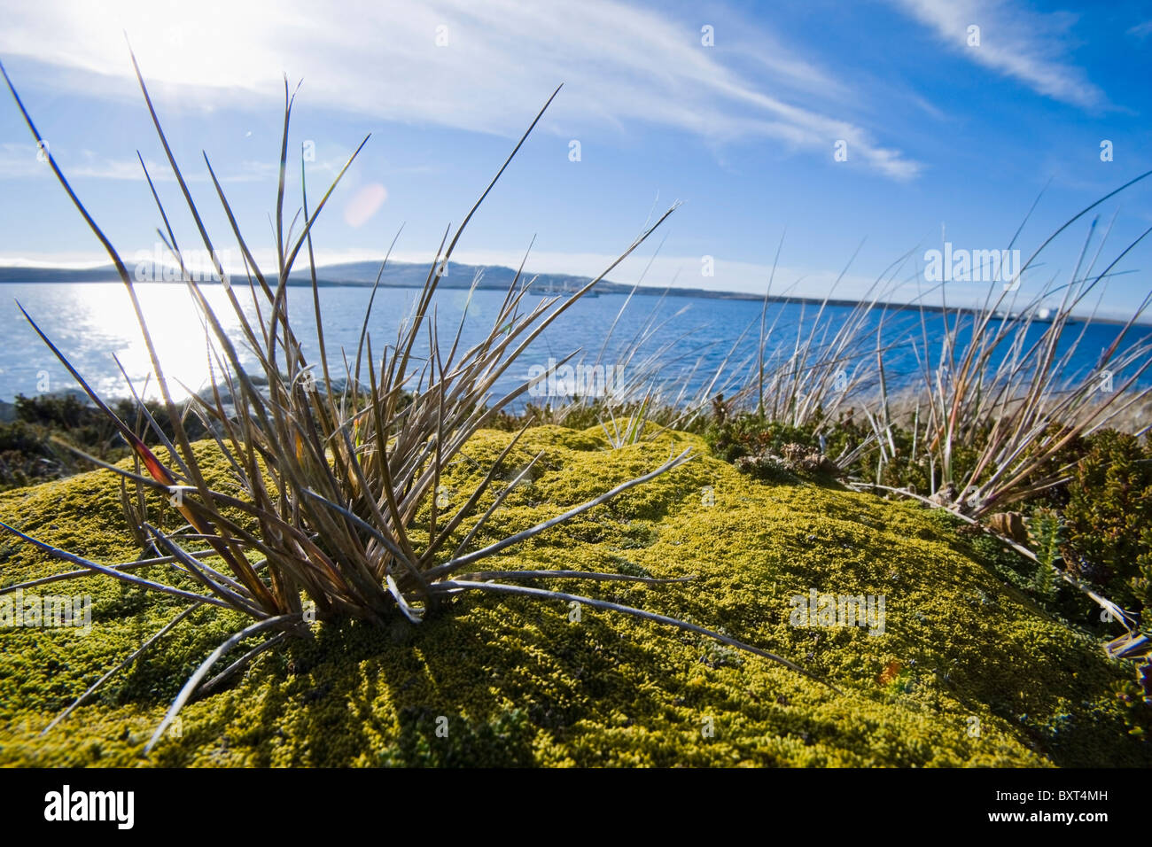 Dettagli della Flora al punto di Artiglieria Foto Stock