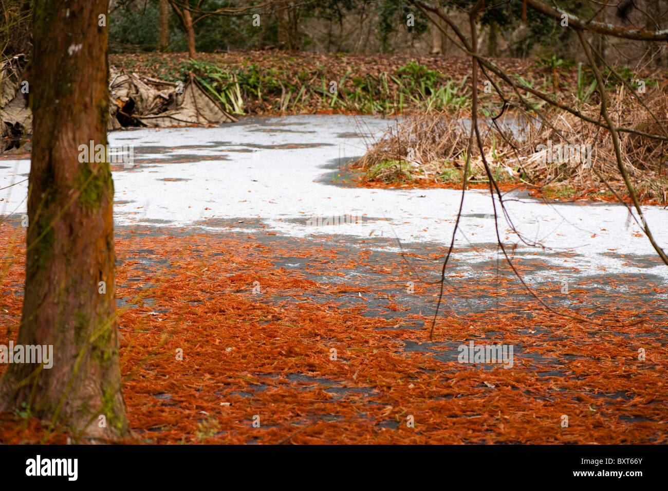 Taxodium distichum, palude Cipresso, e sul lago di RHS Rosemoor in inverno, Devon, Inghilterra, Regno Unito Foto Stock