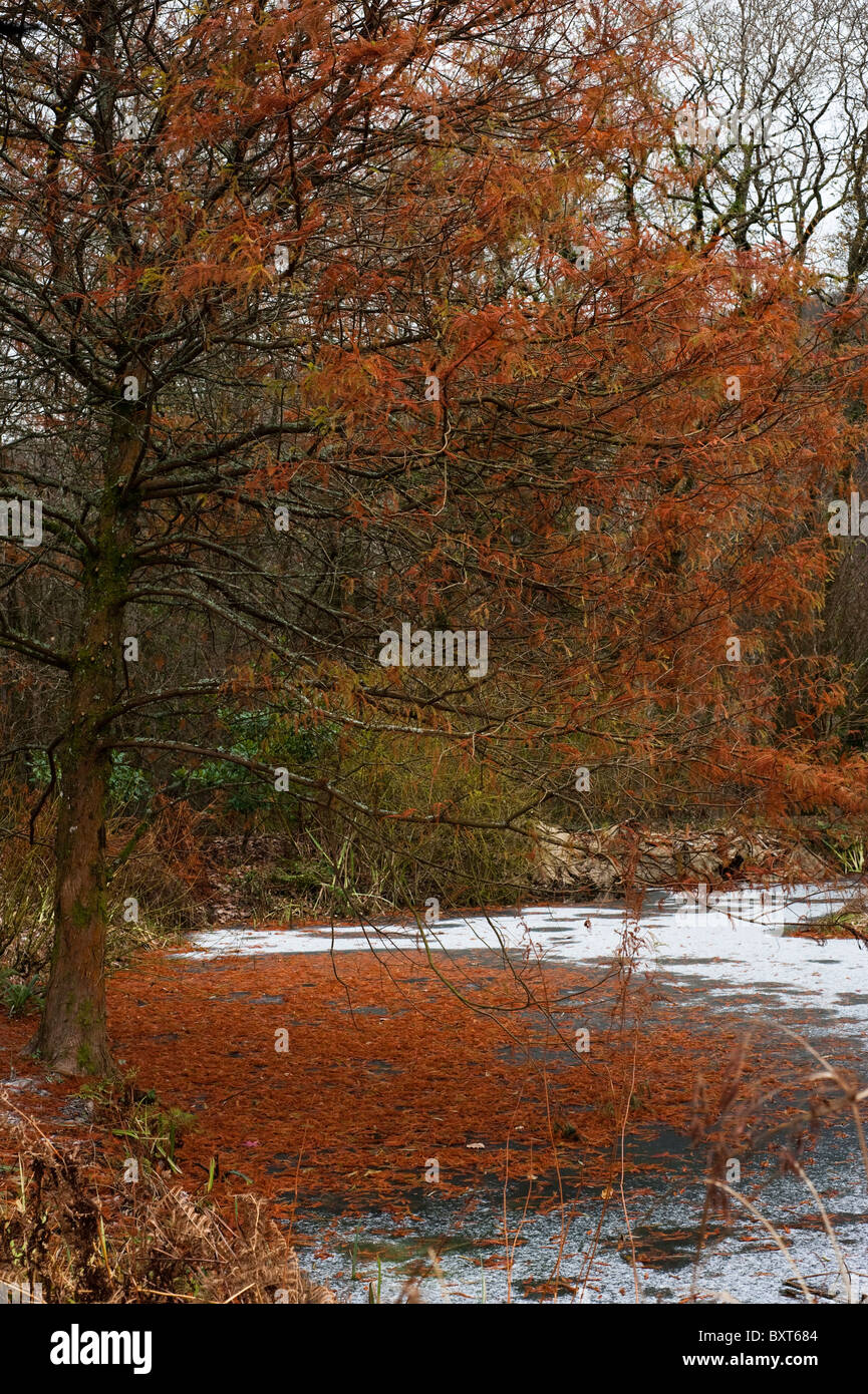 Taxodium distichum, palude Cipresso, e sul lago di RHS Rosemoor in inverno, Devon, Inghilterra, Regno Unito Foto Stock