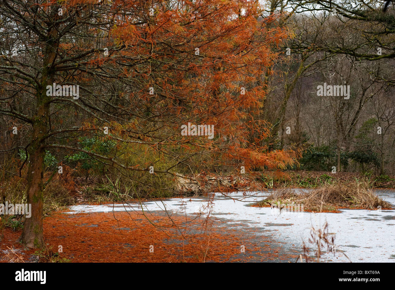 Taxodium distichum, palude Cipresso, e sul lago di RHS Rosemoor in inverno, Devon, Inghilterra, Regno Unito Foto Stock