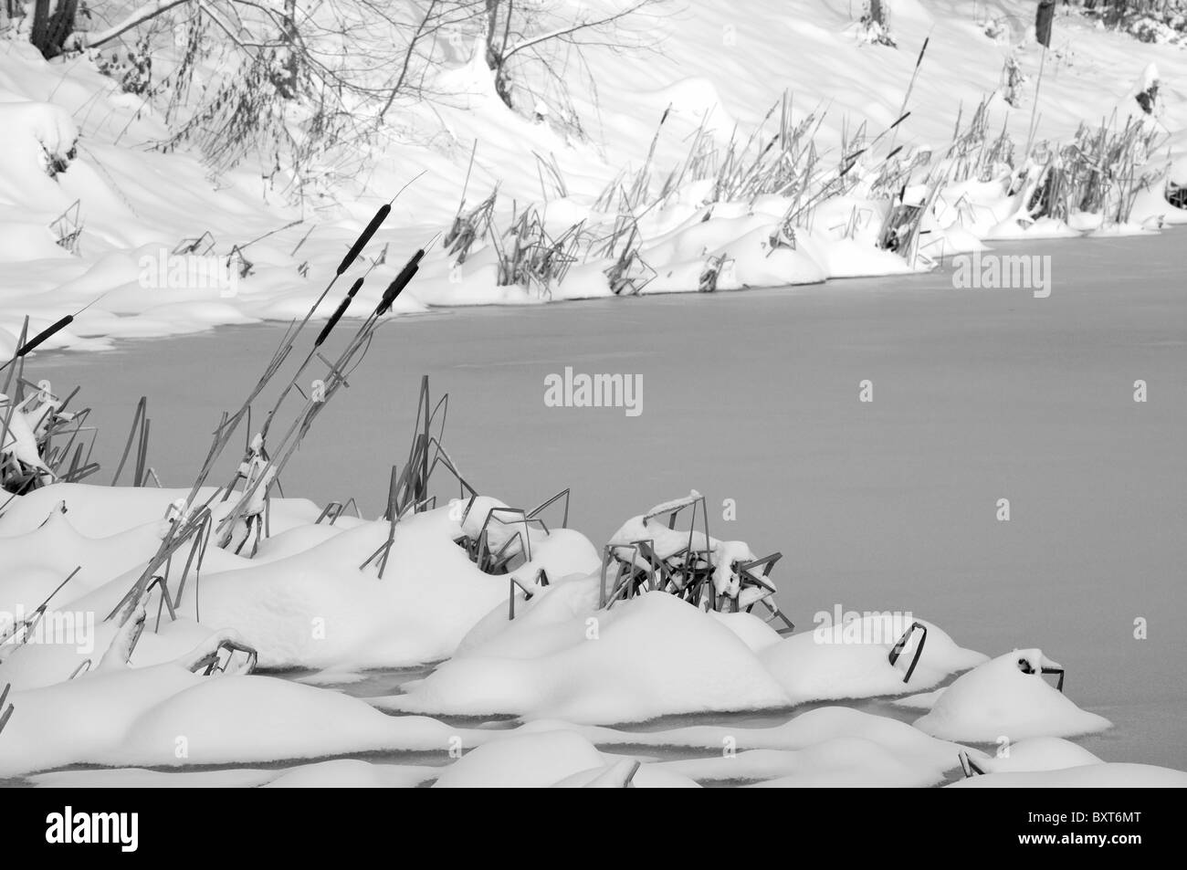 Il lago durante il periodo invernale, completamente congelato. La neve è tutto intorno al lago ghiacciato. Nel font, troverete un paio di giunco, reed macis. Foto Stock