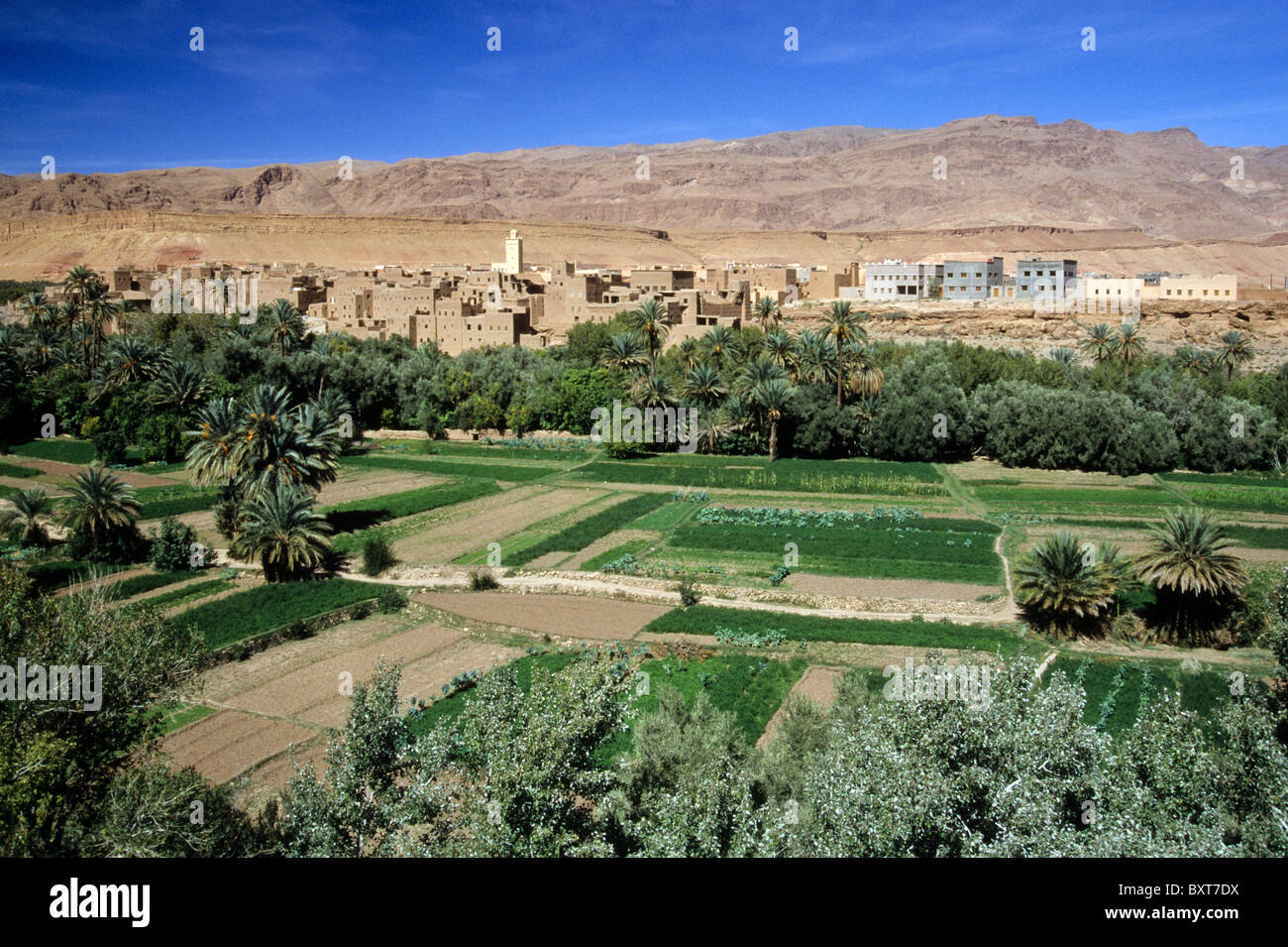 Agricoltura e mattoni di fango città di Tinerhir, Marocco Foto Stock