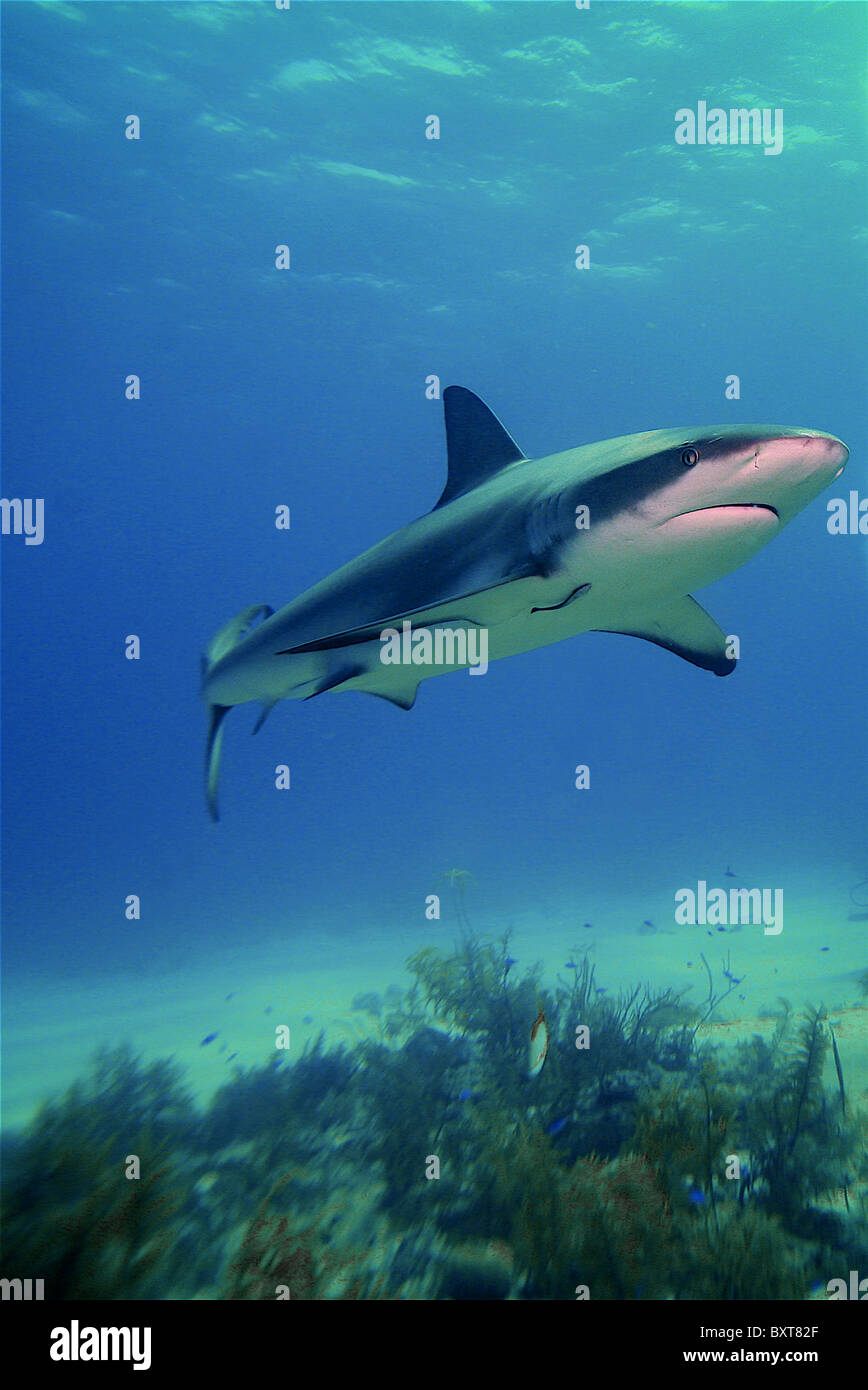 Caribbean reef shark nome latino: Carcharhinus perezi Bahamas oceano Atlantico Foto Stock