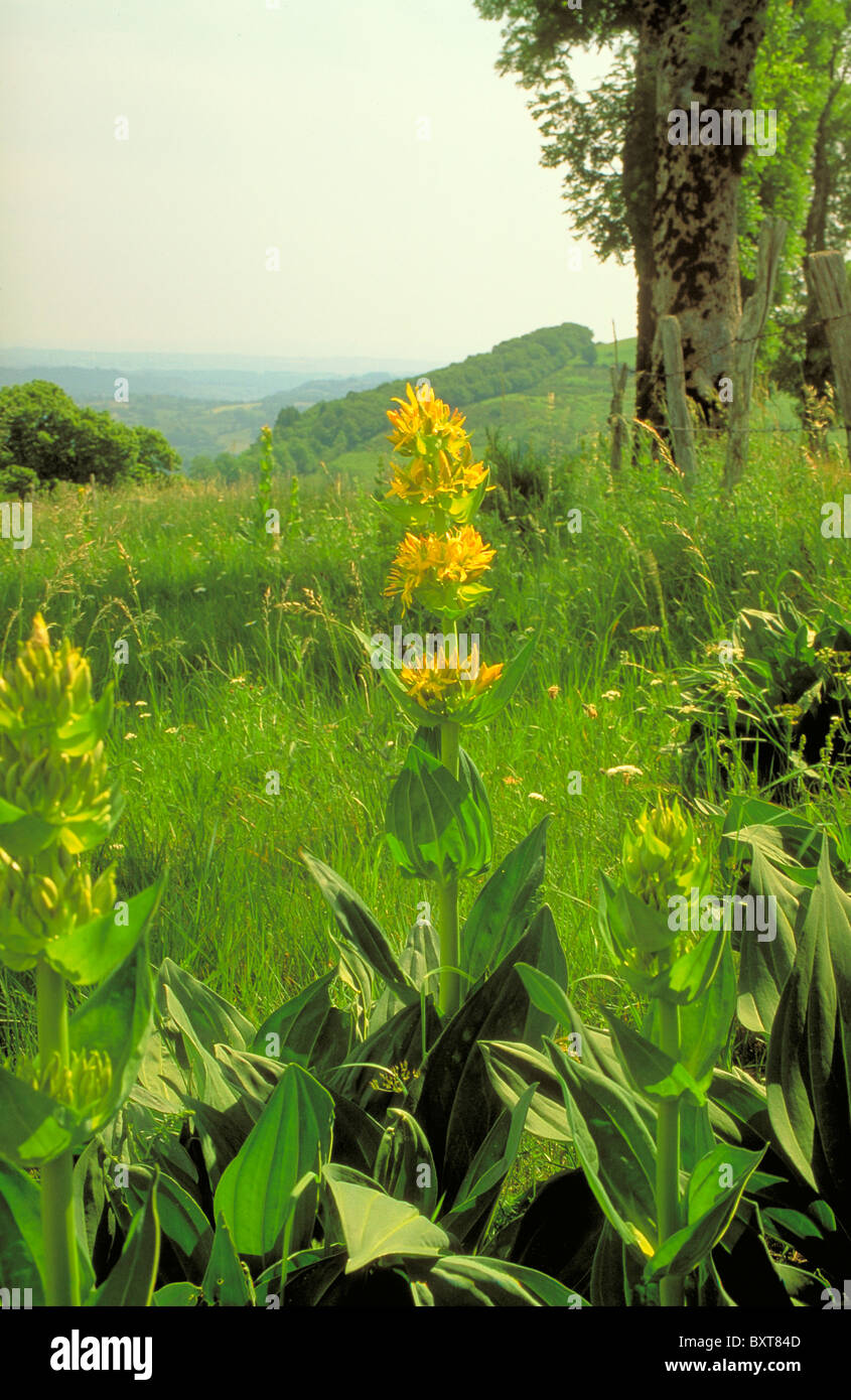 Il Grande giallo (Genziana Lutea Gentiana) in Auvergne Foto Stock