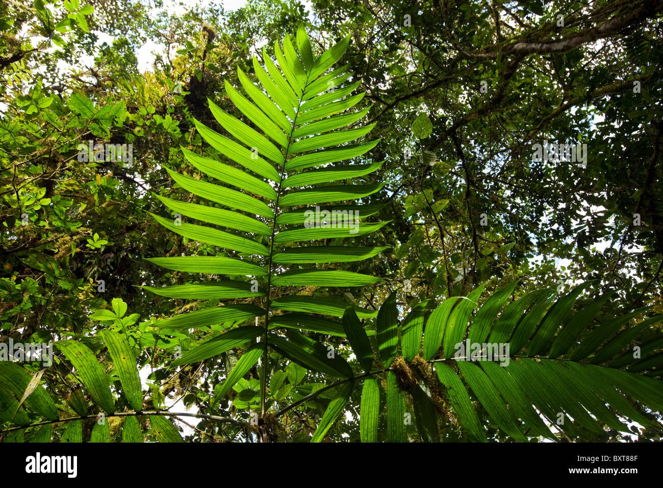 Costa Rica, Los Angeles Cloud Forest Riserve, vegetazione lussureggiante della foresta floor Foto Stock