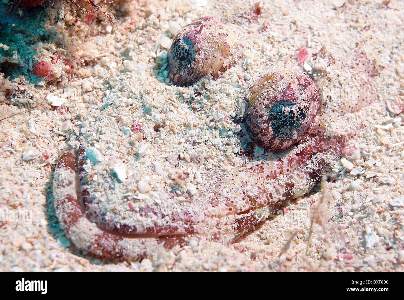 Bartail Flathead , pesci coccodrillo Platycephalus indicus Oceano Indiano Foto Stock