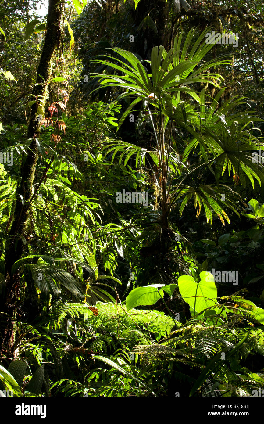 Costa Rica, Los Angeles Cloud Forest Riserve, vegetazione lussureggiante della foresta floor Foto Stock