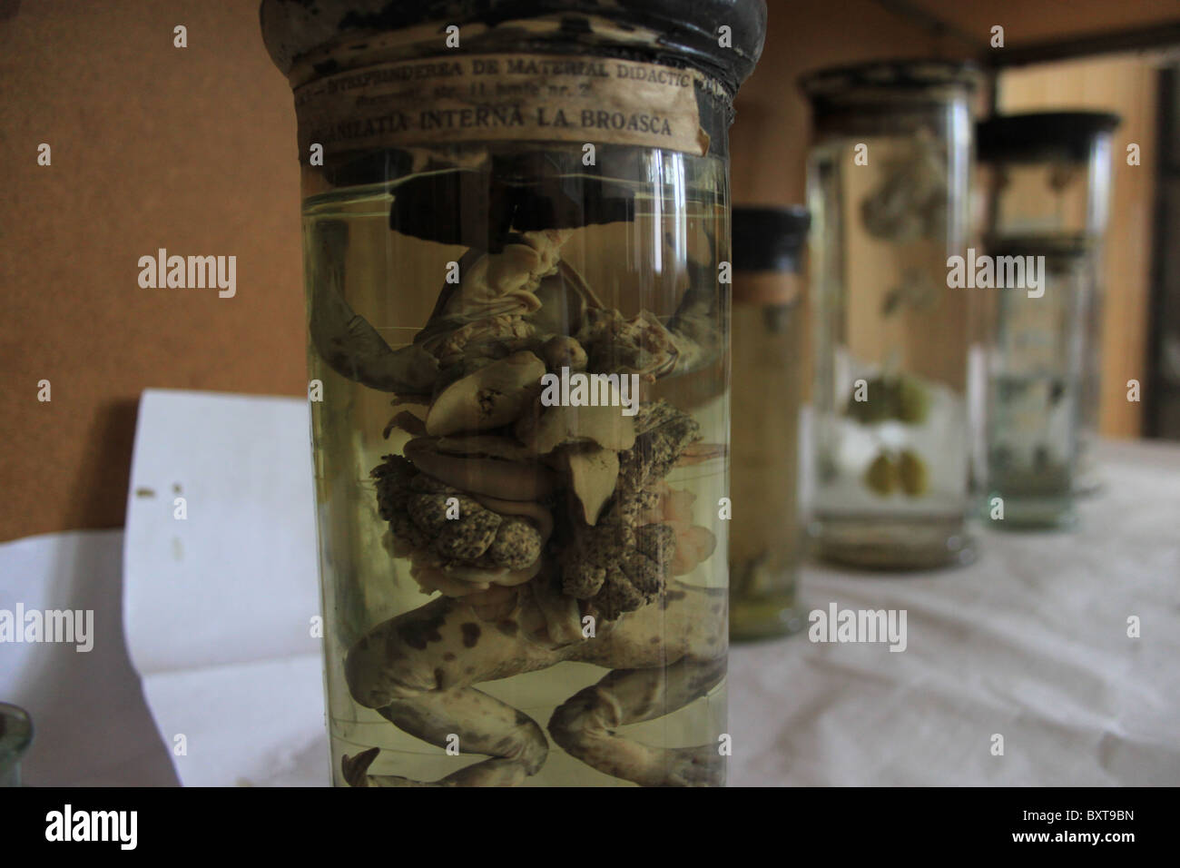 Conserve di rana in un laboratorio di scienze in una zona rurale della Romania a scuola Foto Stock