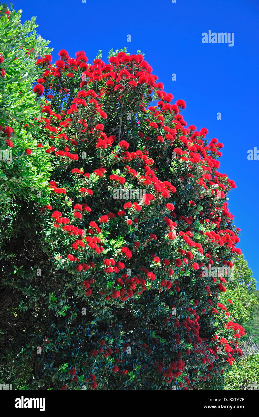 Pōhutukawa tree sul lungomare, Akaroa, Penisola di Banks, regione di Canterbury, Nuova Zelanda Foto Stock