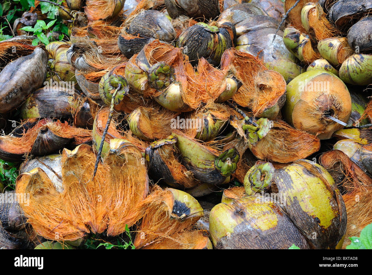 Disposto gusci di noce di cocco sul terreno Foto Stock