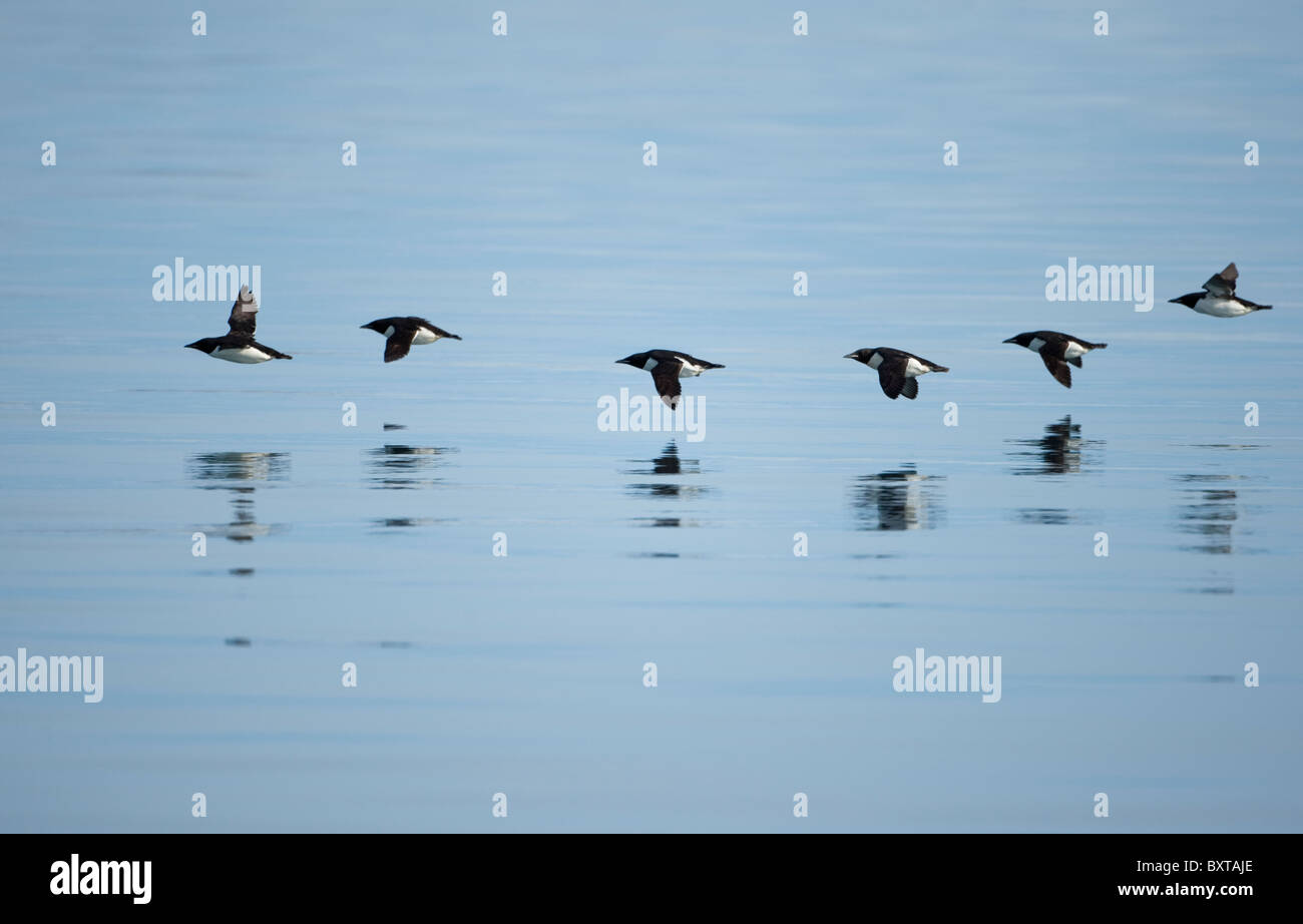 Norvegia Isole Svalbard Brünnich's Guillemot (Uria lomvia)riflessa nel mare piatto mentre in volo lungo lo stretto di Hinlopen su mattinata estiva Foto Stock