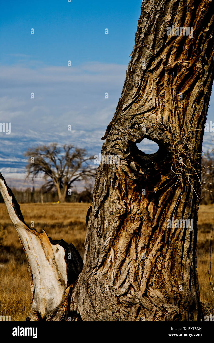 Pioppi neri americani di albero in western Colorado con un foro in esso. Foto Stock