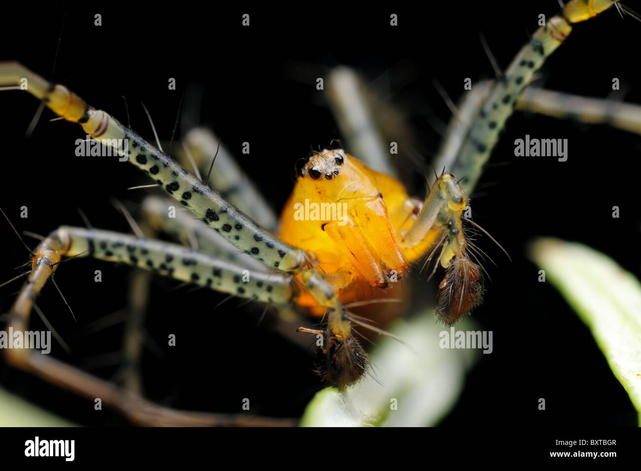 Il maschio della lynx spider la mattina presto. Foto Stock