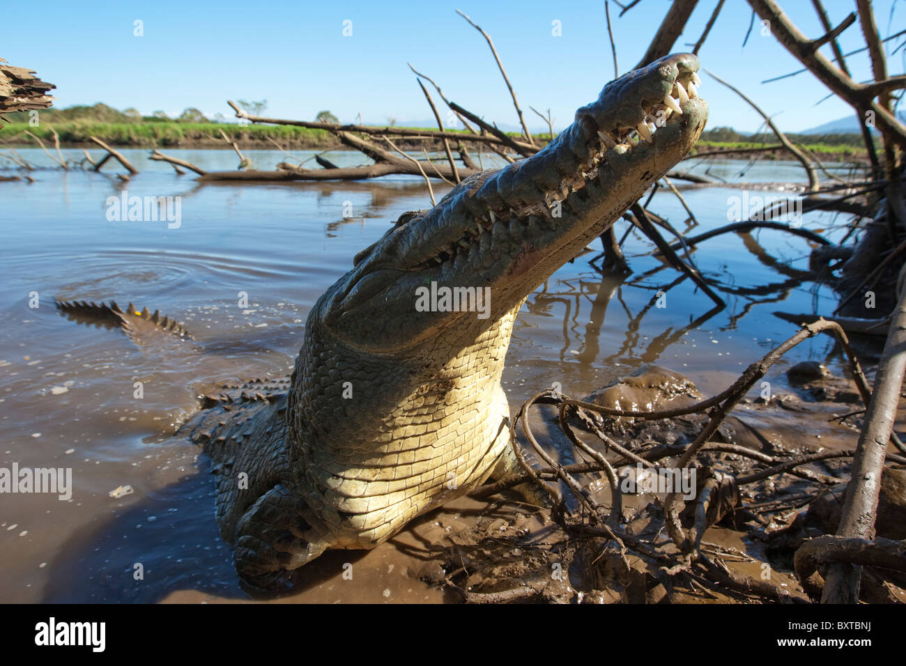 Costa Rica, Tarcoles, coccodrillo americano (Crocodylus acutus) emerge da acqua fangosa in Rio Tarcoles River Foto Stock