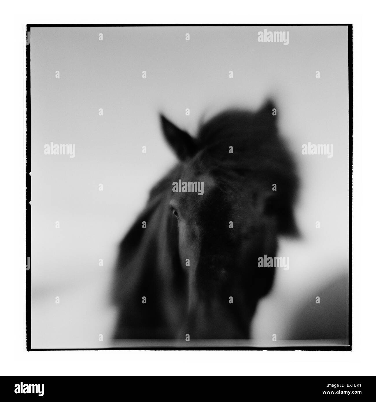 L'Europa, Islanda, offuscata immagine in bianco e nero del cavallo islandese in pascolo spazzate dal vento vicino alla cascata di Gullfoss su mattinata estiva Foto Stock