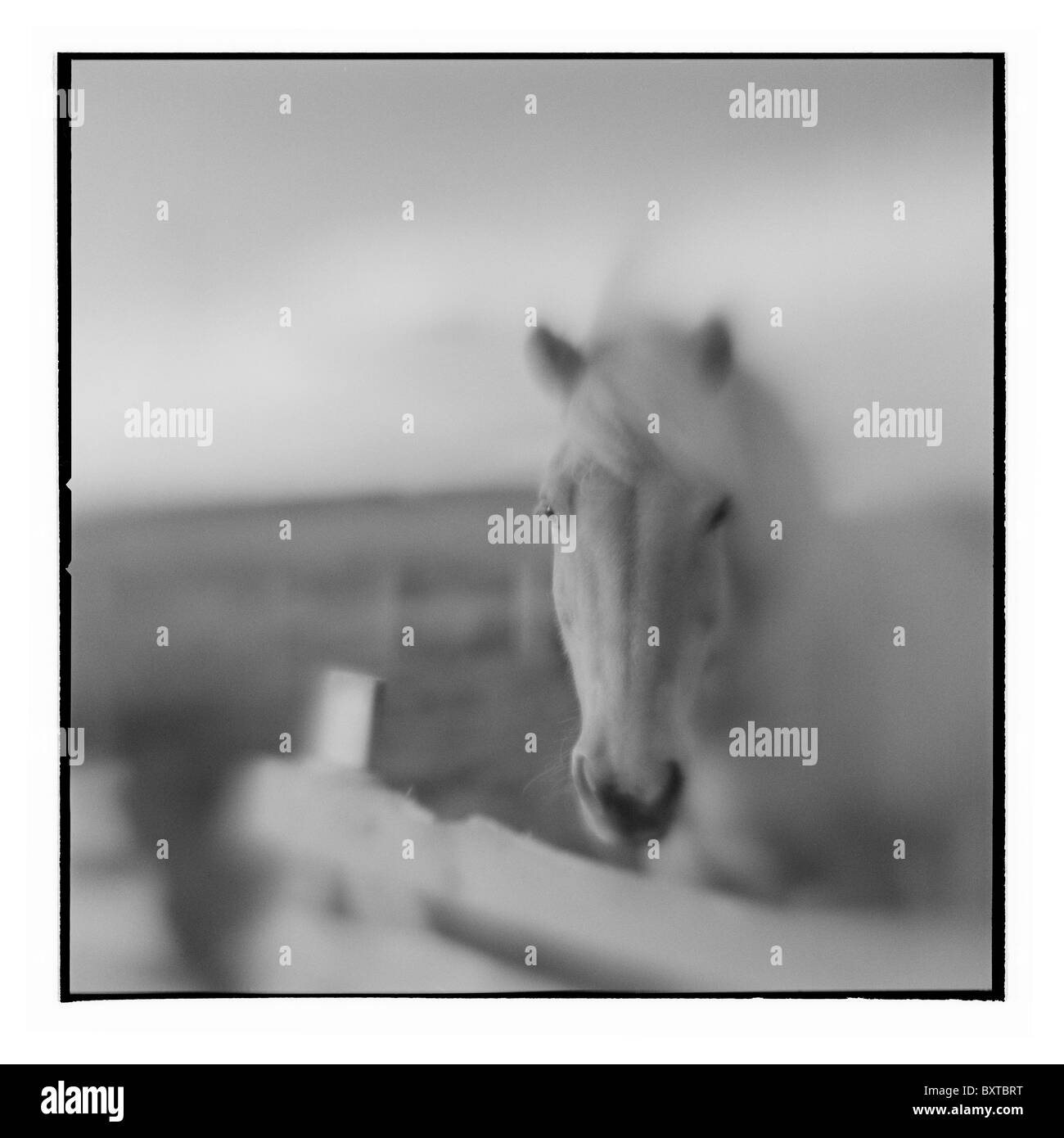 Europa Islanda sfocate immagini in bianco e nero di cavalli islandesi in pascolo spazzate dal vento vicino alla cascata di Gullfoss su mattinata estiva Foto Stock