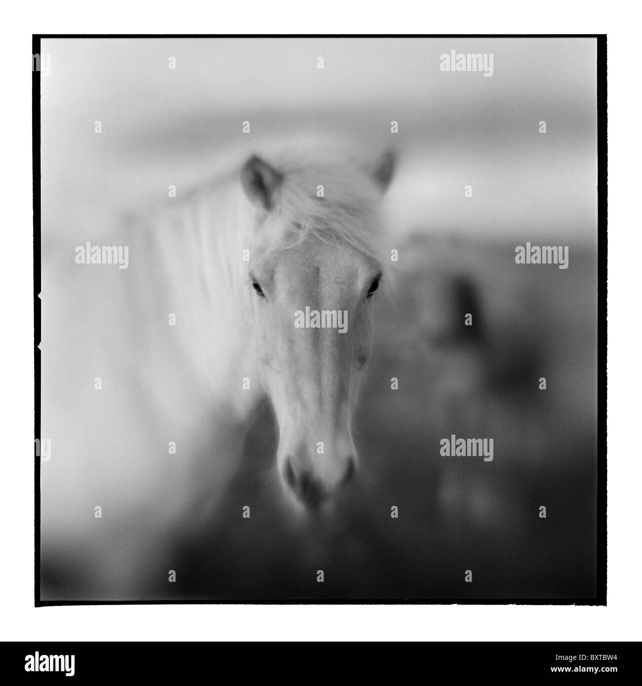 Europa Islanda sfocate immagini in bianco e nero di cavalli islandesi in pascolo spazzate dal vento vicino alla cascata di Gullfoss su mattinata estiva Foto Stock