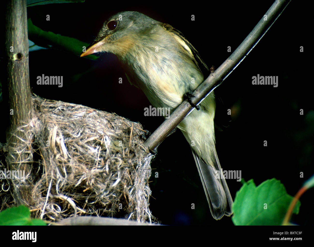 Acadian Flycatcher nest Foto Stock